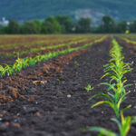 Healthy Soil, Healthy Harvest – Powered by SoilX