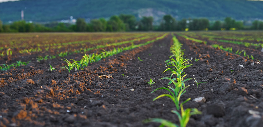 Healthy Soil, Healthy Harvest – Powered by SoilX